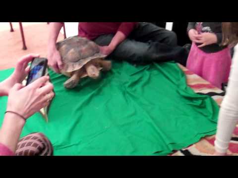 Chocolate Sauce Books Tibet House Turtle - from the Sean Casey Animal Rescue