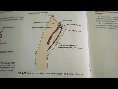 femoral artery origin, termination，extent,course,branches