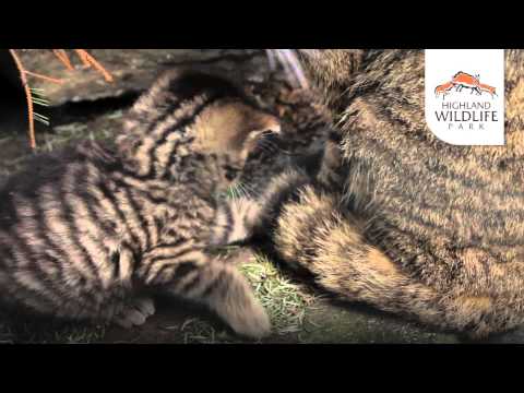 The Scottish Wildcat - RZSS Conservation Projects - Great days out for a good cause