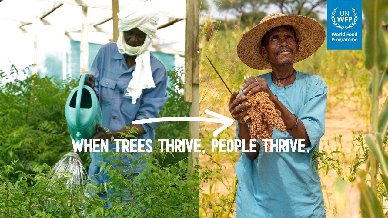 How Trees Feed Communities | WFP Sahel Resilience
