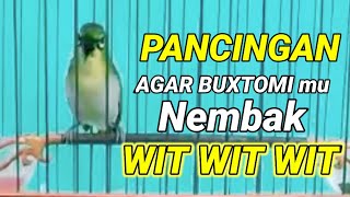 Download lagu pake pancingan ini agar pleci buxtoni mu gak ngalas standar doank| pancingan pleci buxtoni ngalas mp3 Download lagu pake pancingan ini agar pleci buxtoni mu gak ngalas standar doank| pancingan pleci buxtoni ngalas mp3