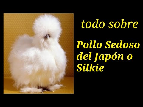 , title : 'Todo sobre los pollos sedosos del Japón o también llamados Silkie,  características y postura.'