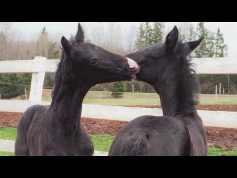 DALTON (Dauphin(Donnerhall)/Sir Oldenburg/Florestan). 2018 Hanoverian Colt.