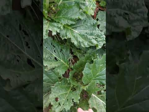 Mandrake fruits are starting to form