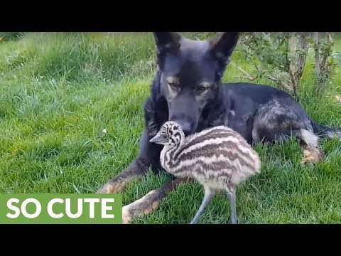 Dog and emu have been best friends since birth