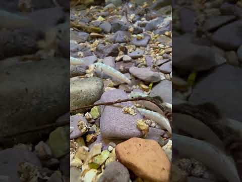Anteprima video