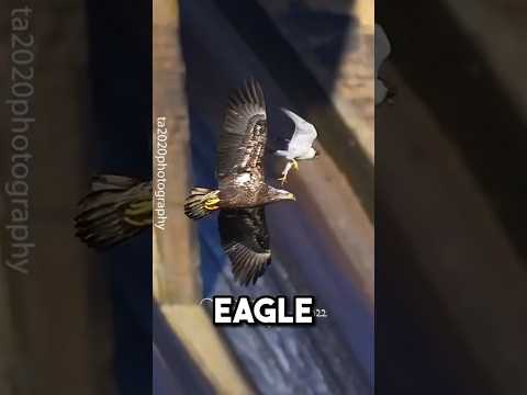 Top 5 Peregrine Falcon Attack Caught On Camera ⚠️ #fyp #animals #falcon