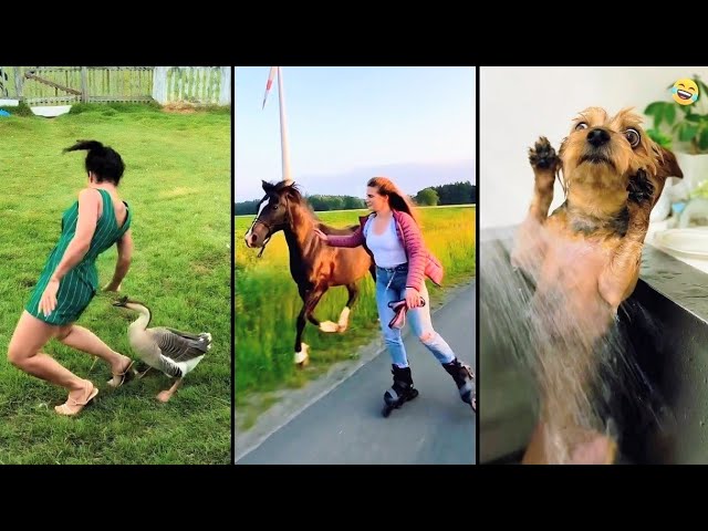 Funny ANIMALS videos 😂 Funniest CATS🐈 and DOGS🐕 2026
