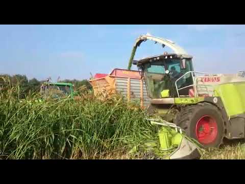 DSV zaden │ Hakselen sorghum loonbedrijf Kuenen