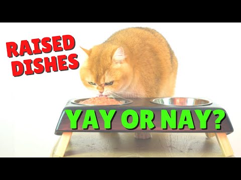 Should A Cat’s Dish Be Raised? | Two Crazy Cat Ladies