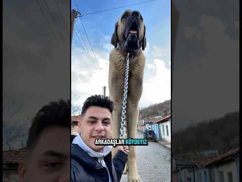 10 metre boyunda sivas kangalı sahiplendim 🐕