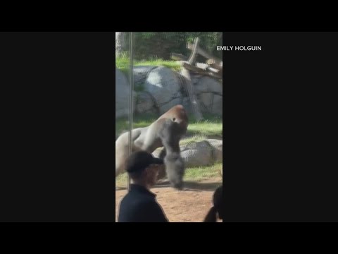 Gorilla breaks a layer of glass panel at the San Diego Zoo - YouTube