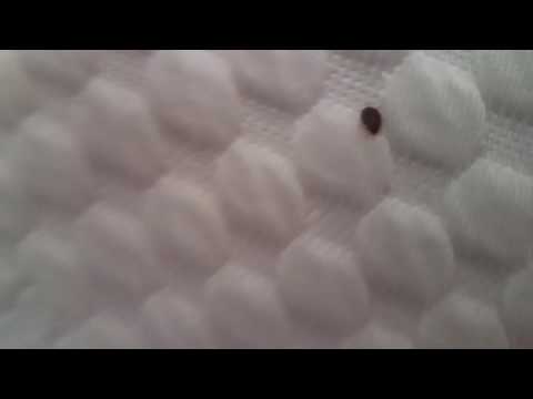 Bed Bugs Are Fast Movers