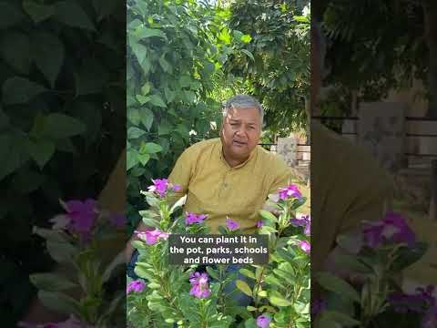 @PeepalBaba-Givemetrees explains the benefits of planting Sadabahar