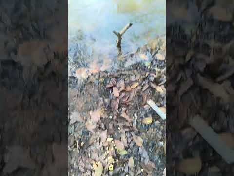 Rio preto Pontes Gestal -SP