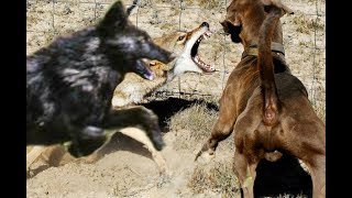 Big black Coyote Attacks the dog!!!