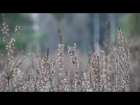 MEDITATION 6.Rauhnacht