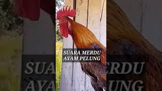 Download lagu Suara yang sangat merdu ayam pelung mp3