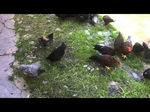 Chickens playing