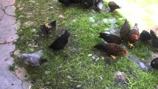 Chickens playing