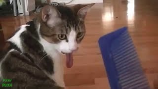 ⚠😂Ржач ТЕСТ НА ПСИХИКУ, КТО ЗАСМЕЁТСЯ или УЛЫБНЁТСЯ - лайк )))