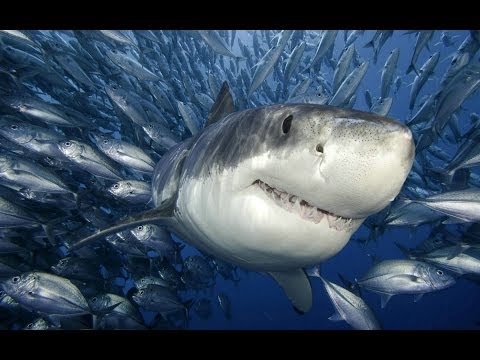 Significado de soñar con tiburones