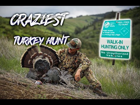 Beau Hunting - “Feel Free To Hunt” (I can’t find my Tom!!)