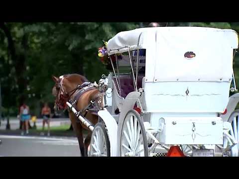 Council hearing proposes to ban horse drawn carriages after ...