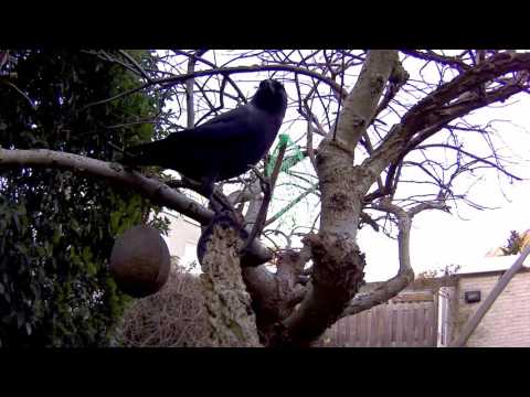 #Crow empties Bird Feeder the Fast way - #Kraai leegt Vogelvoederhuis