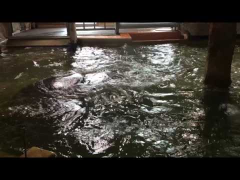 Hipopotamii jucausi - Zoo Viena