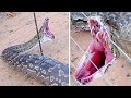 Kawawang Mga Hayop Na Biktima Ng Kuryente || Shocking Moments Animals Got Electrocuted