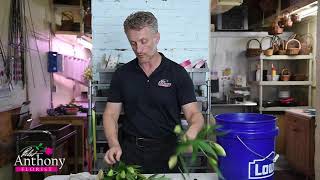 How to Process Lilies