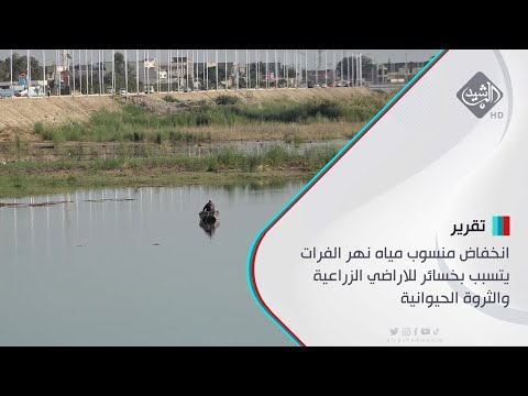 شاهد بالفيديو.. انخفاض منسوب مياه نهر الفرات يتسبب بخسائر للاراضي الزراعية والثروة الحيوانية