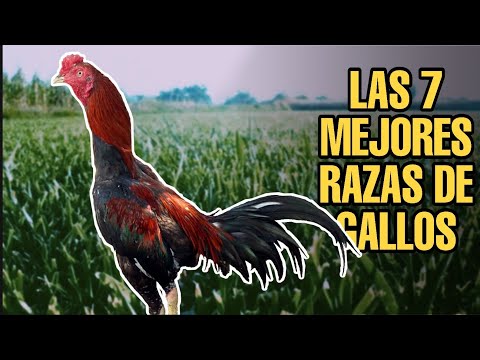 , title : 'LAS 7 MEJORES RAZAS DE GALLOS'