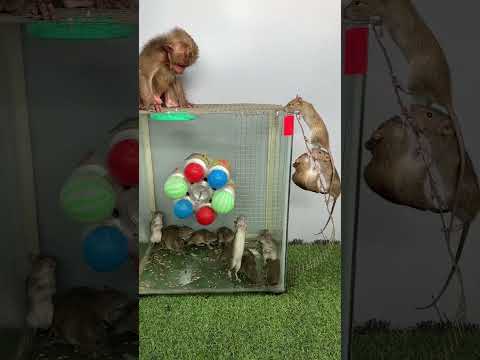 The little monkey grabbed the mouse and ran away