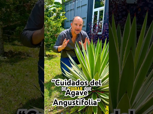Vídeo relacionado con 25 semillas para sembrar - El ático de abundancia - Agave Stricta - Agave Erizo