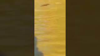 Ataques por Peixe Elétrico