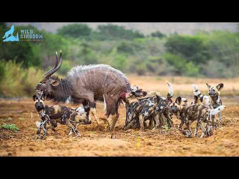 African Wild Dogs – The Art of Pack Hunting in the Wild #naturedocumentary | Wild Kingdoom
