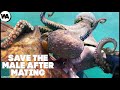 What Happens If You Save an Octopus After Mating?