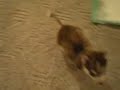 Remmy Sit Speak Full Version