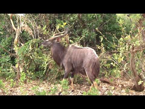 A spectacular Nyala antelope ram browsing