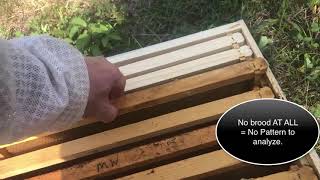 BeeResQ Inspection   New Beekeepers