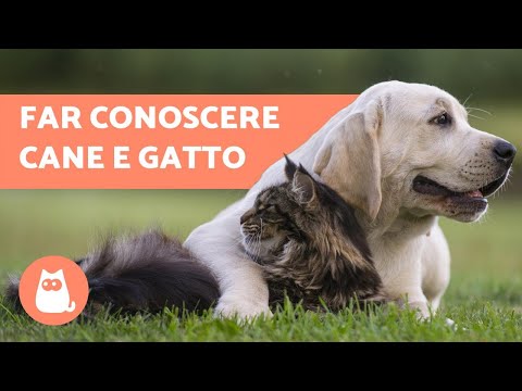 How to introduce your dog and cat? - Find out in 5 steps!