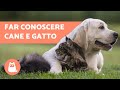 Come far conoscere cane e gatto? - Scoprilo in 5 passaggi!