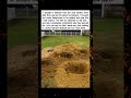 I Ignored The Warning And My Backyard Paid For It