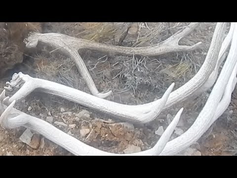 3 YEARS OF ANTLERS.. SAME BULL!!