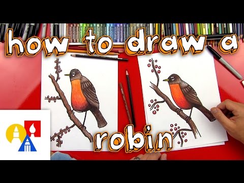 How To Draw A Robin Bird (realistic) - YouTube