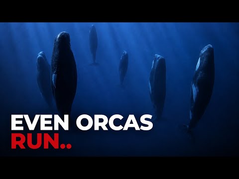 The Animal Every Predator in the Ocean is Afraid Of