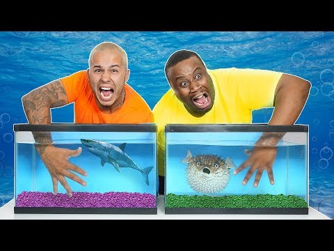 WHAT'S IN THE BOX CHALLENGE - UNDERWATER OCEAN ANIMALS!