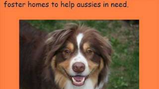 Aussie Rescue & Placement Helpline